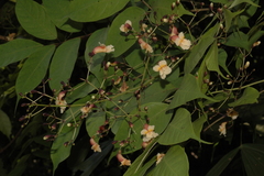 Stereospermum colais